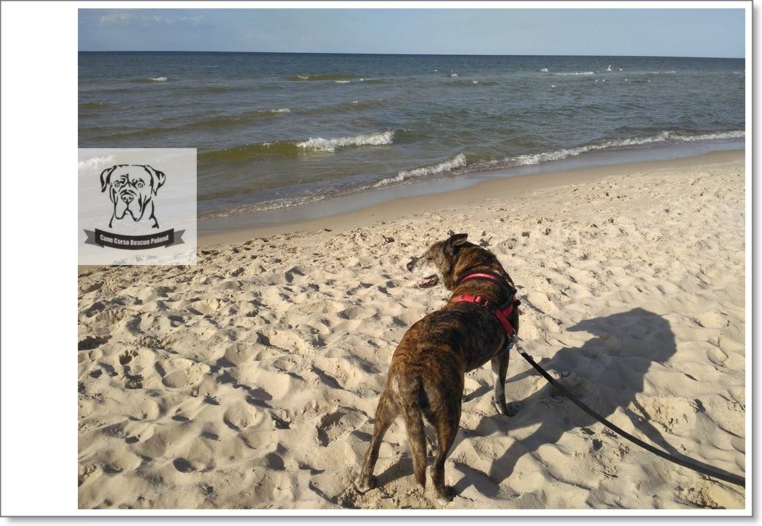 Pozdrowienia z nad pięknego morza od Drakusia 